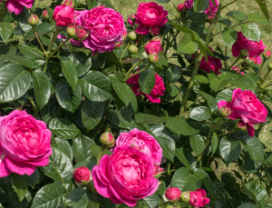 MOTTISFONT (hybrid tea)